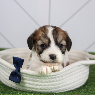 Kai - Available 6/4