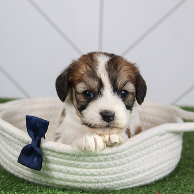 Kai - Available 6/4