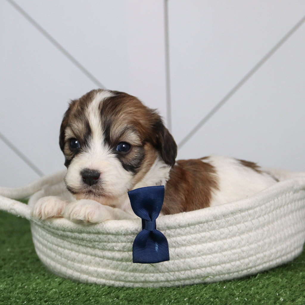 Kai - Available 6/4