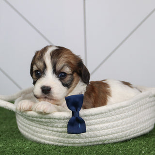 Kai - Available 6/4