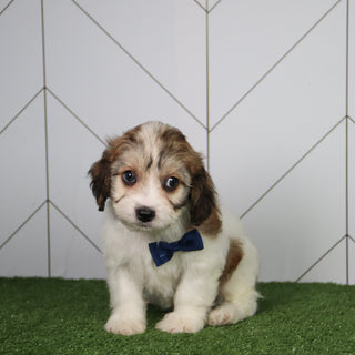 Kai - Available 6/4