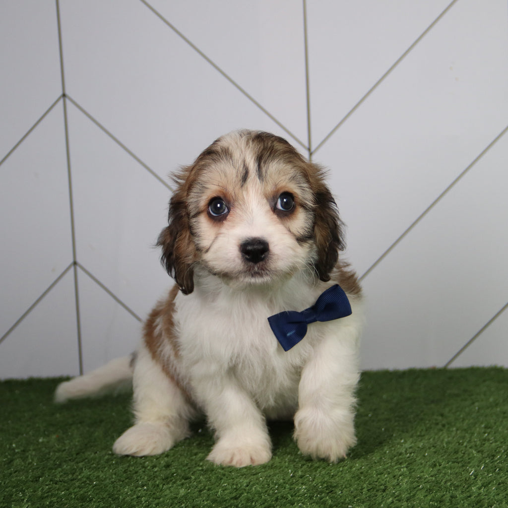 Kai - Available 6/4