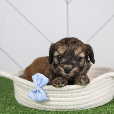 Tahoe - Available 6/4