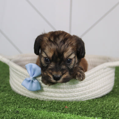 Tahoe - Available 6/4