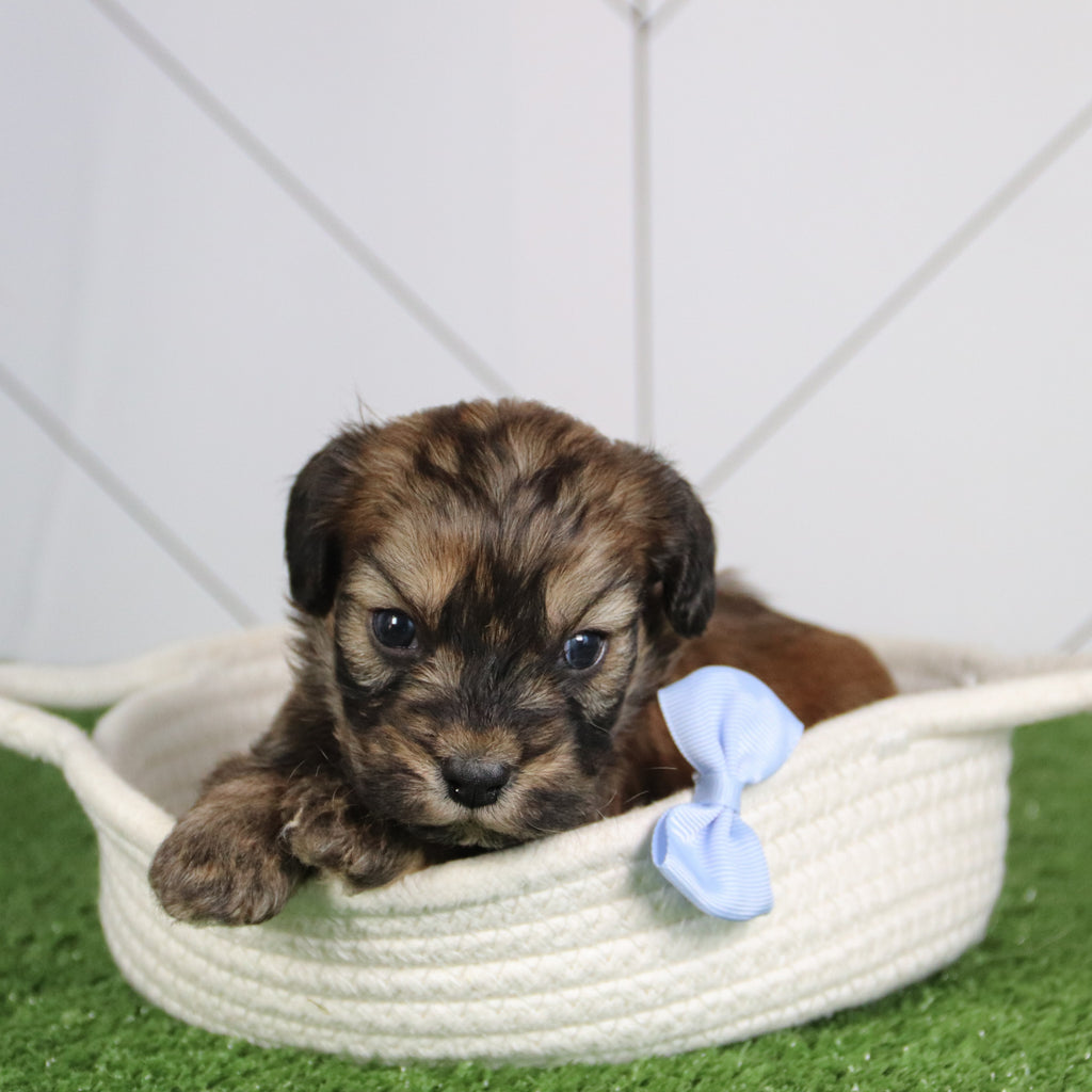 Tahoe - Available 6/4