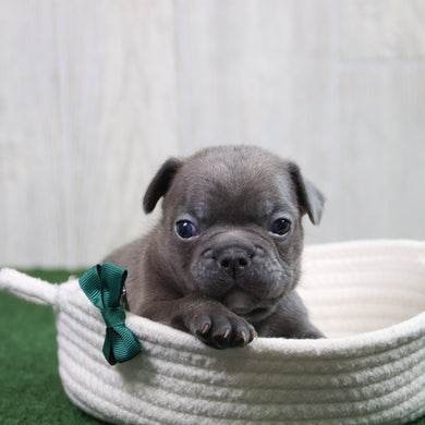 Hank - Available 6/11