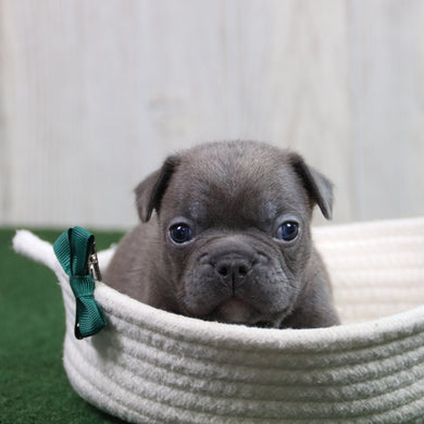Hank - Available 6/11