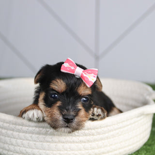 Mabel - Available 3/5