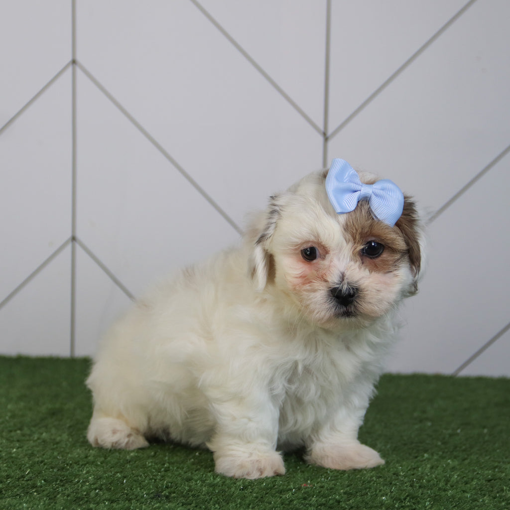 Alora - Available 5/6