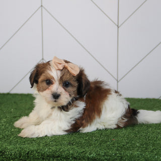Peggie - Available 5/6