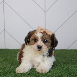 Peggie - Available 5/6