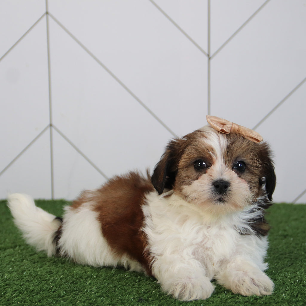 Peggie - Available 5/6