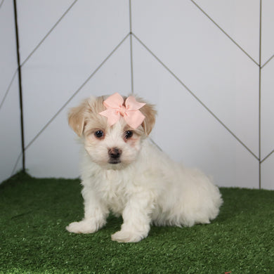Barb - Available 5/14