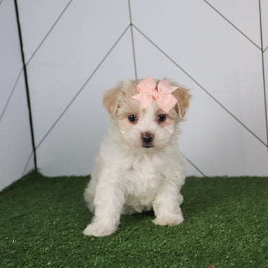 Barb - Available 5/14