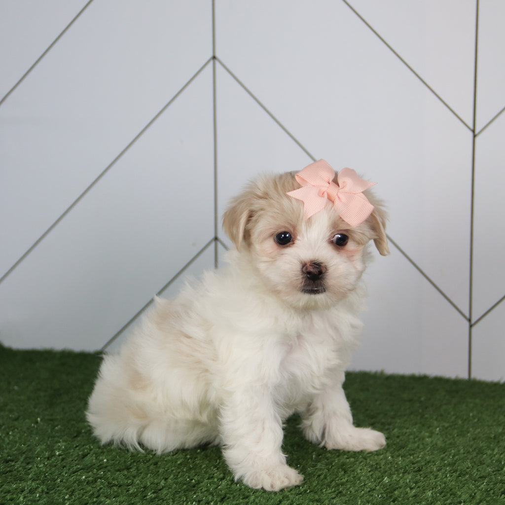 Barb - Available 5/14