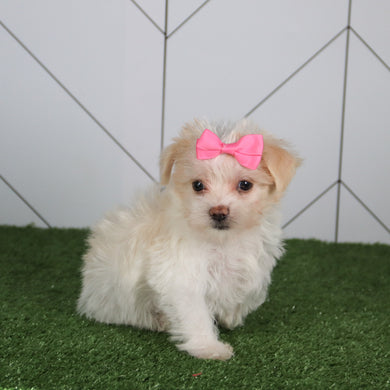 Lori - Available 5/14