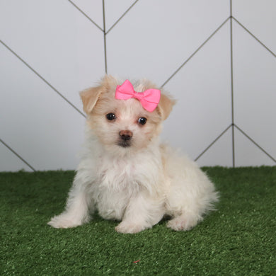 Lori - Available 5/14
