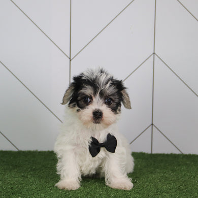Vinny - Available 5/14
