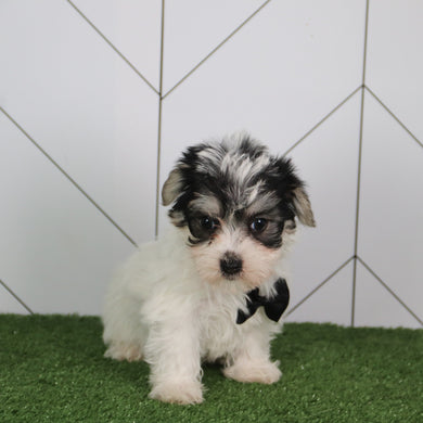 Vinny - Available 5/14