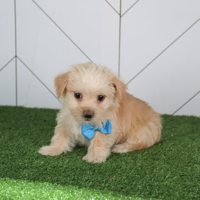 Morgan - Available 5/14