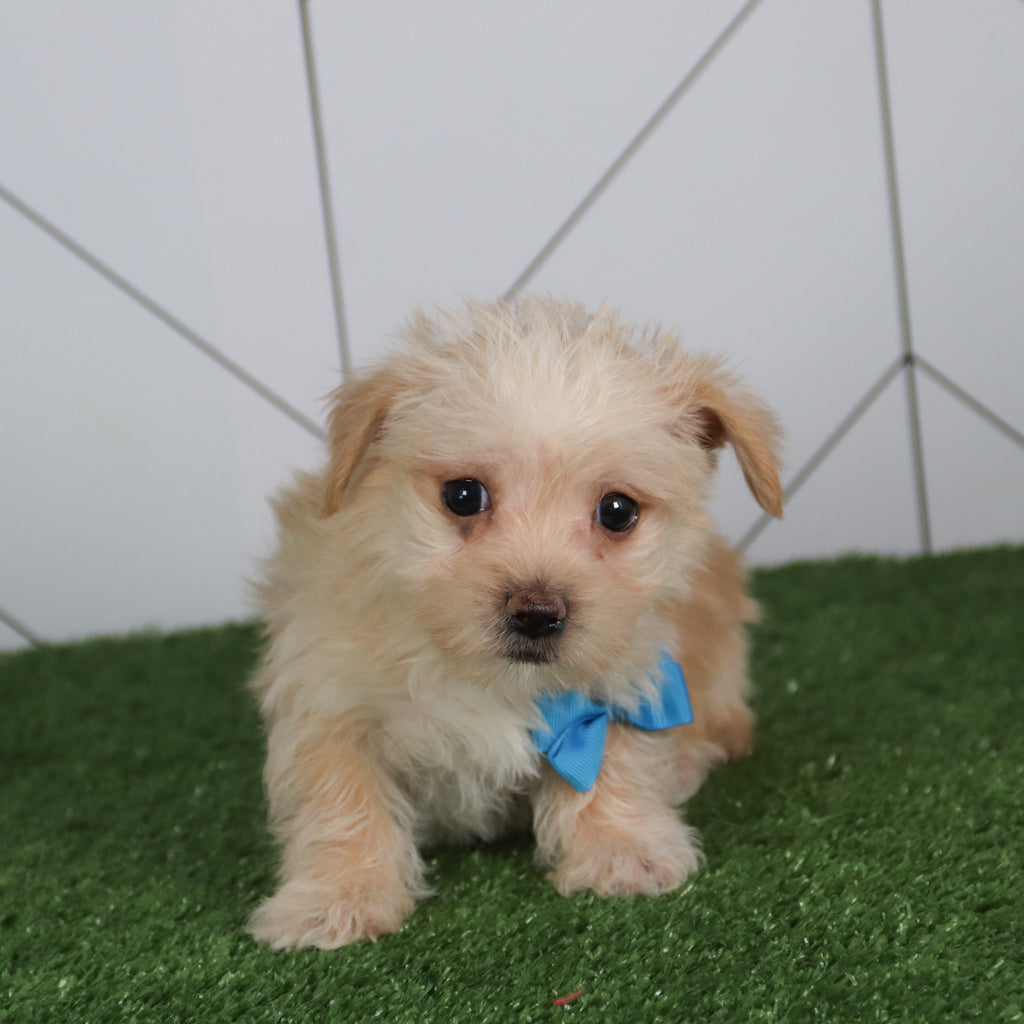 Morgan - Available 5/14