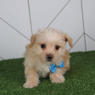 Morgan - Available 5/14