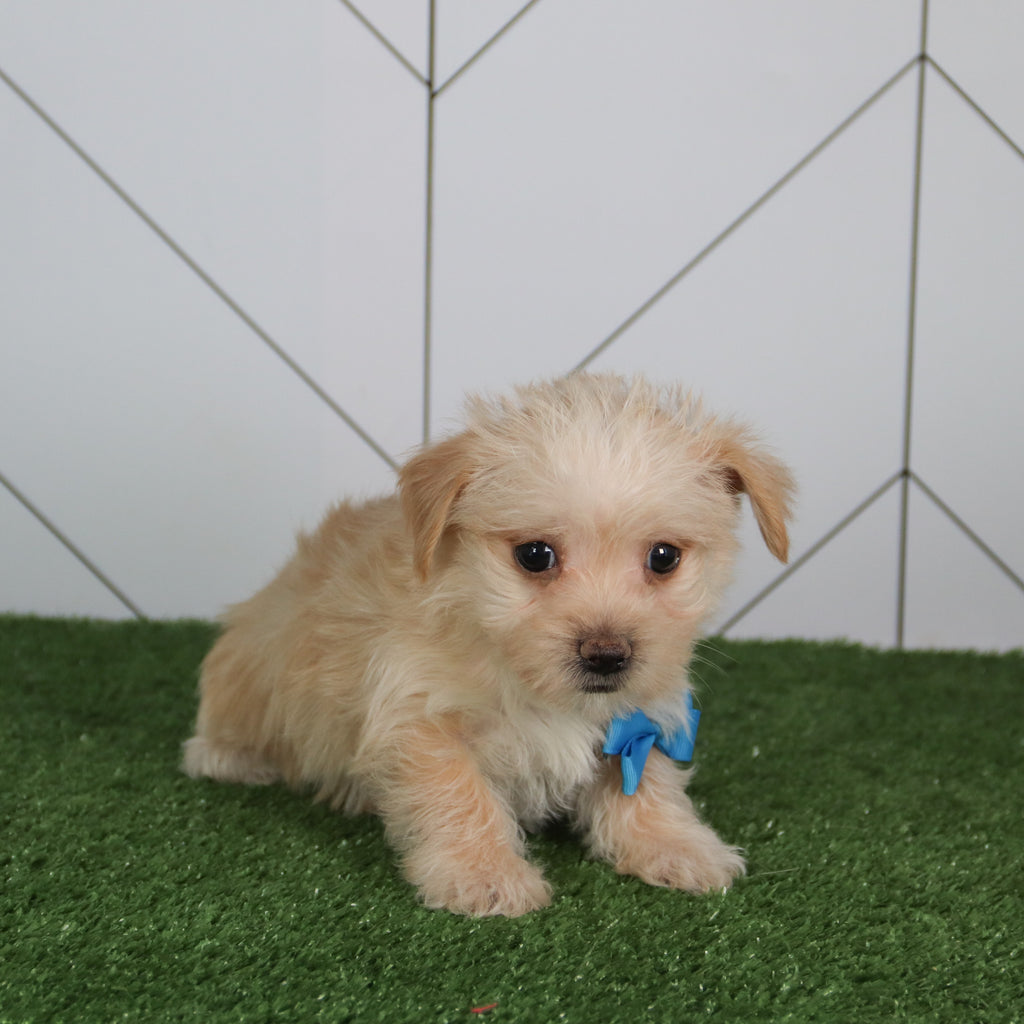 Morgan - Available 5/14