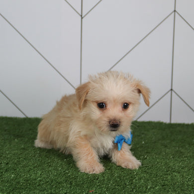 Morgan - Available 5/14
