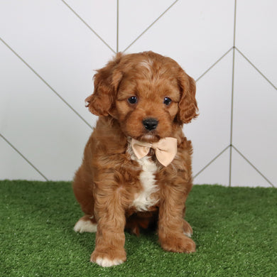 Caleb - Available 5/21
