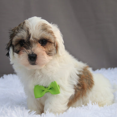 Samson - Available 6/18