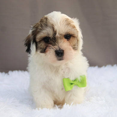Samson - Available 6/18
