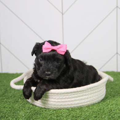 Callie - Available 6/26