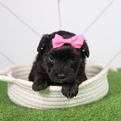 Callie - Available 6/26