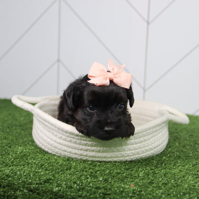 Daisy - Available 6/26