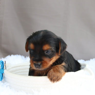 Darrel - Available 7/9