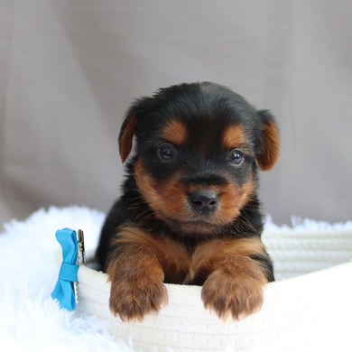 Darrel - Available 7/9