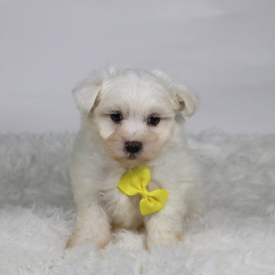 Felix - Available 11/12