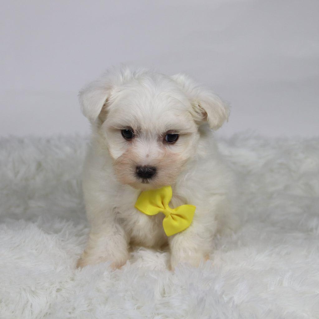 Felix - Available 11/12