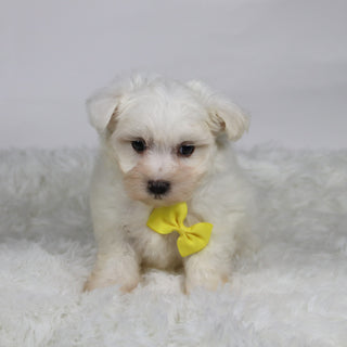 Felix - Available 11/12