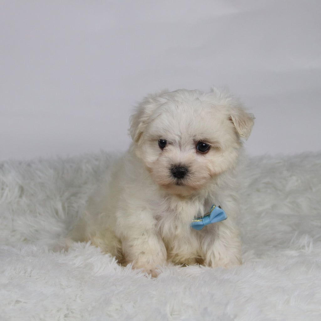 Turbo - Available Now