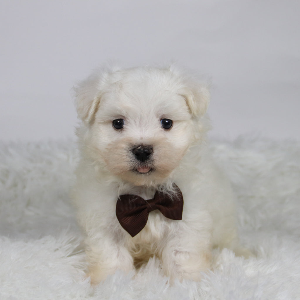 Cole - Available 11/12