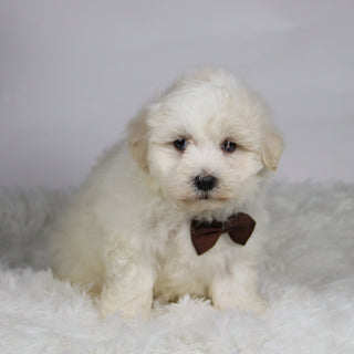 Yam - Available 11/12