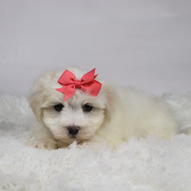 Lana - Available 11/12