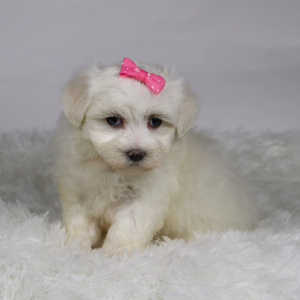 Kari - Available 11/12