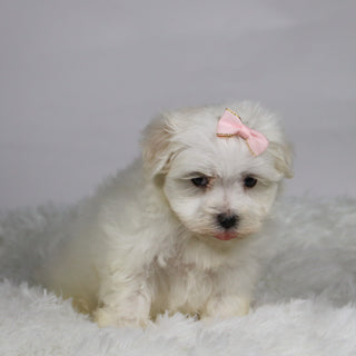 Grape - Available 11/12