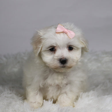 Grape - Available 11/12