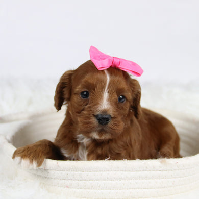 Beige - Available 12/3