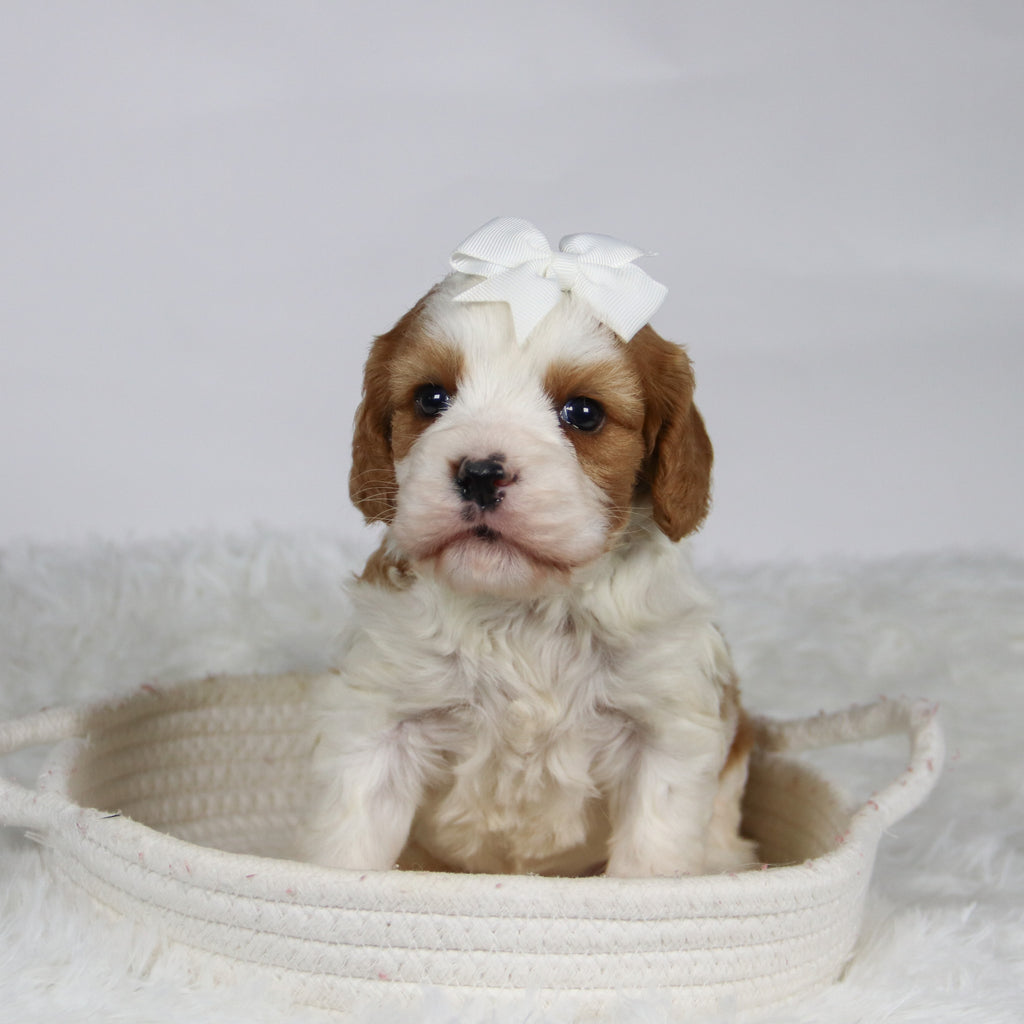 Belinda - Available 12/3