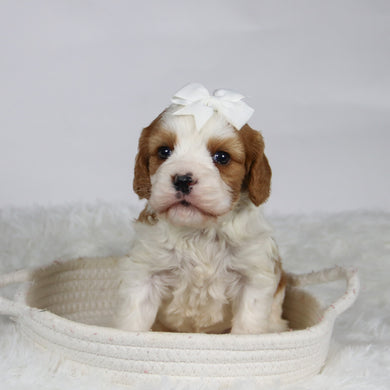 Belinda - Available 12/3