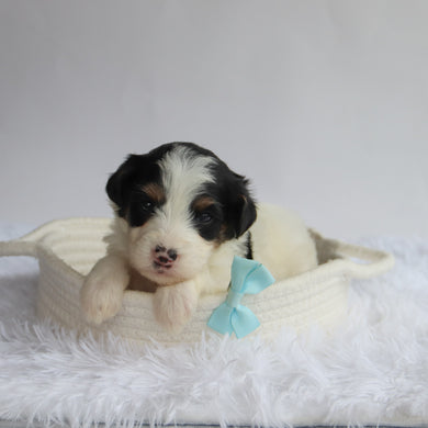 Travis - Available 9/24